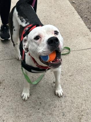 Chance, a Adoptable mixed breed in Rhinelander, WI image 3/3
