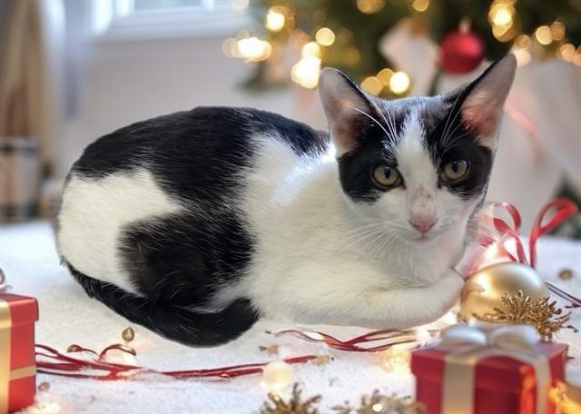 Enlarge MATTHEW, a Adoptable Domestic Short Hair in Sarasota, FL image 1/1