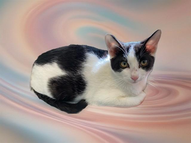 MATTHEW, Adoptable, Young Male Domestic Short Hair.