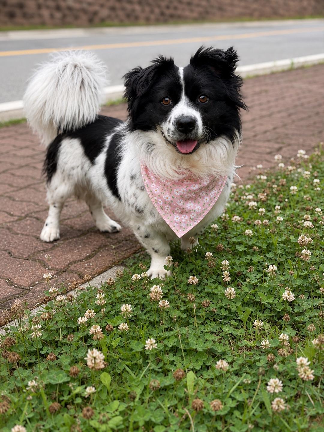 GAFFY, Adoptable, Adult Male Border Collie.