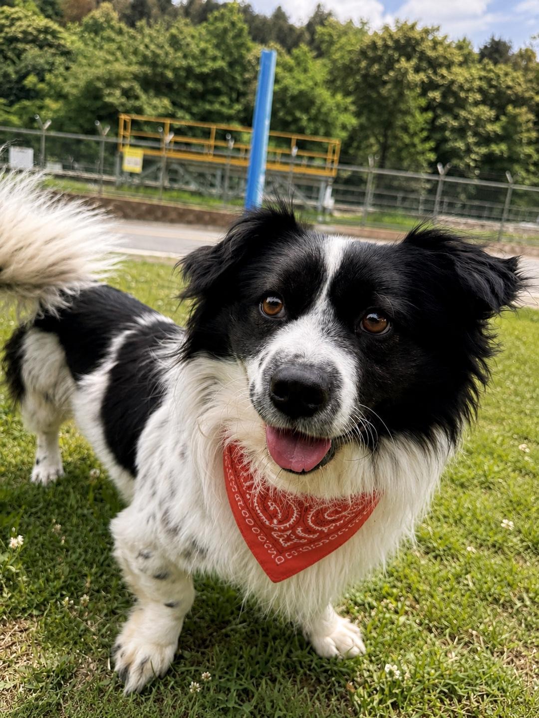 Enlarge GAFFY, a Adoptable mixed breed in Duluth, GA image 4/6