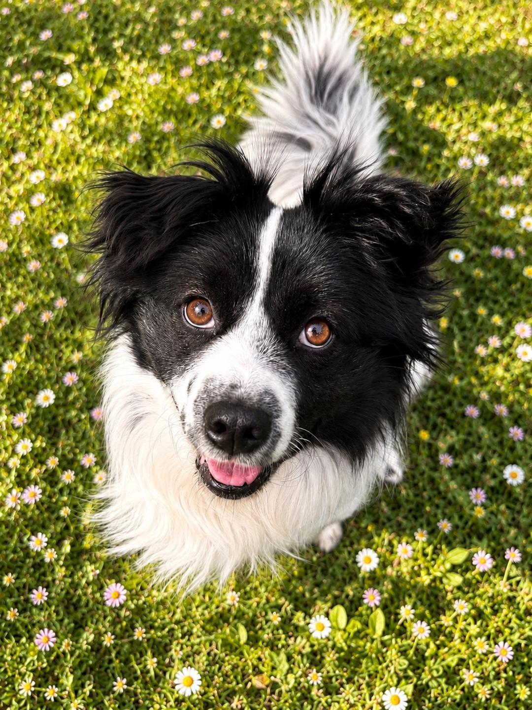 Enlarge GAFFY, a Adoptable mixed breed in Duluth, GA image 3/6