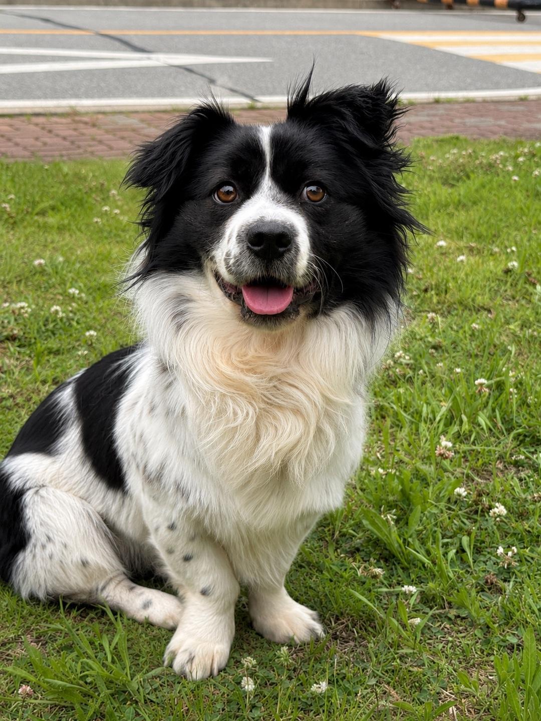 Enlarge GAFFY, a Adoptable mixed breed in Duluth, GA image 2/6