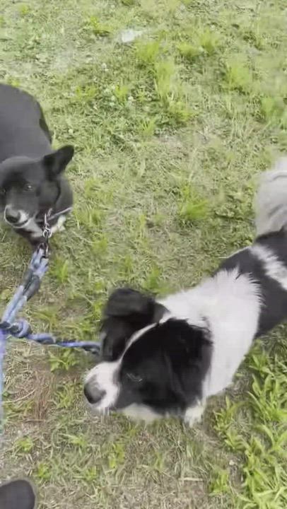 Enlarge GAFFY, a Adoptable mixed breed in Duluth, GA video 6/6
