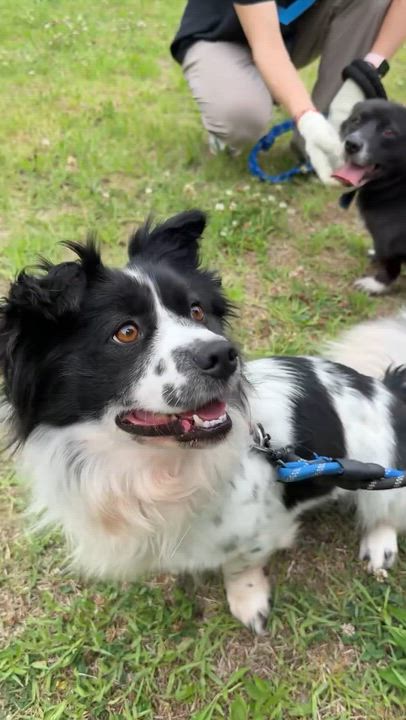 Enlarge GAFFY, a Adoptable mixed breed in Duluth, GA video 5/6