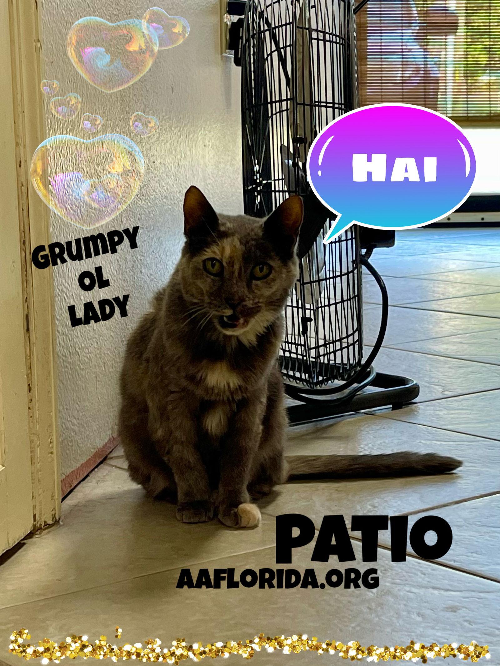 Patio *Cyd, Adoptable, Young Female Dilute Tortoiseshell & Domestic Short Hair.