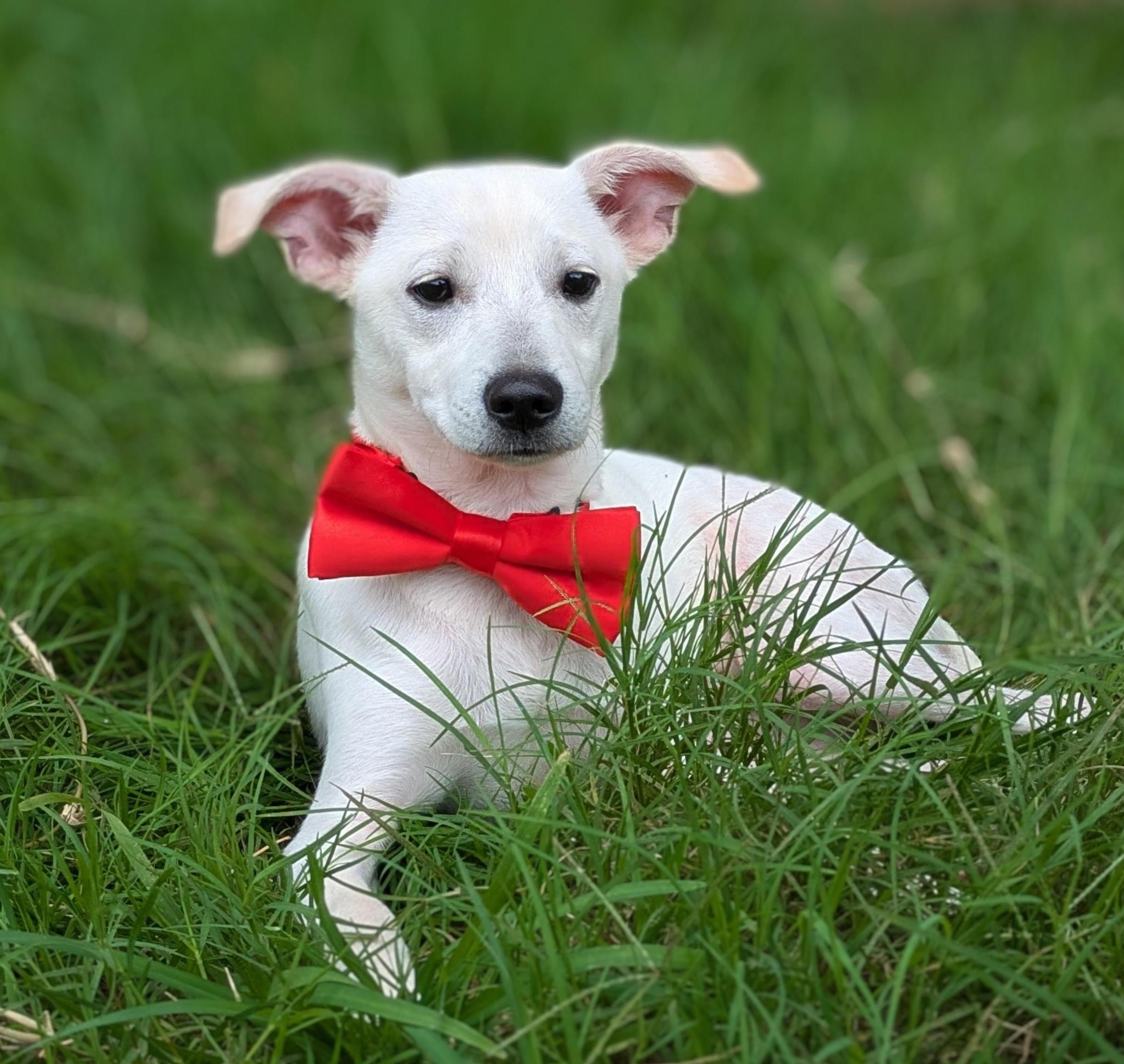 Vincent is a sweet food-motivated 8-month-old pup with a sleek slender build and a gentle disposit