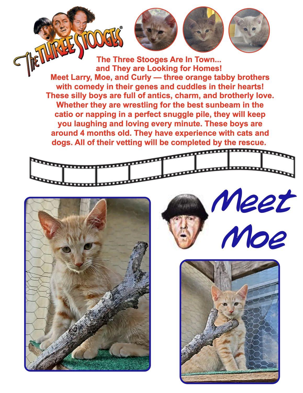 Moe, an adoptable Domestic Short Hair in Clovis, NM, 88101 | Photo Image 1