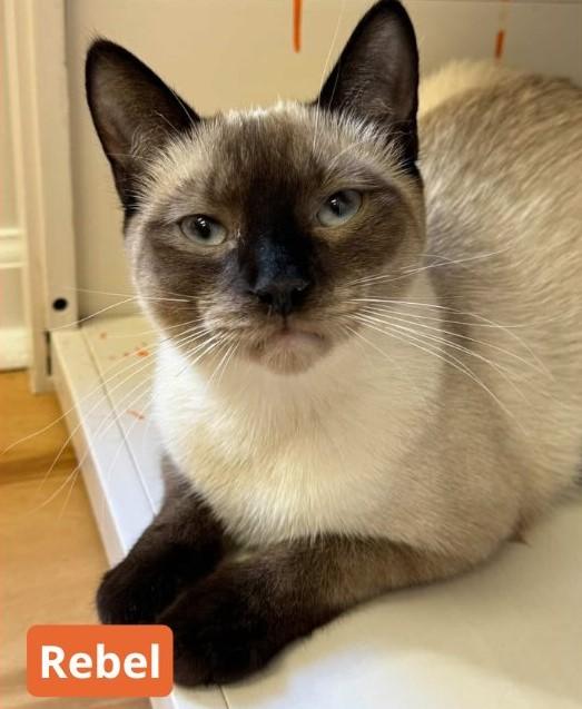 Enlarge Rebel, an adopted Domestic Short Hair in North Haven, CT image 1/1