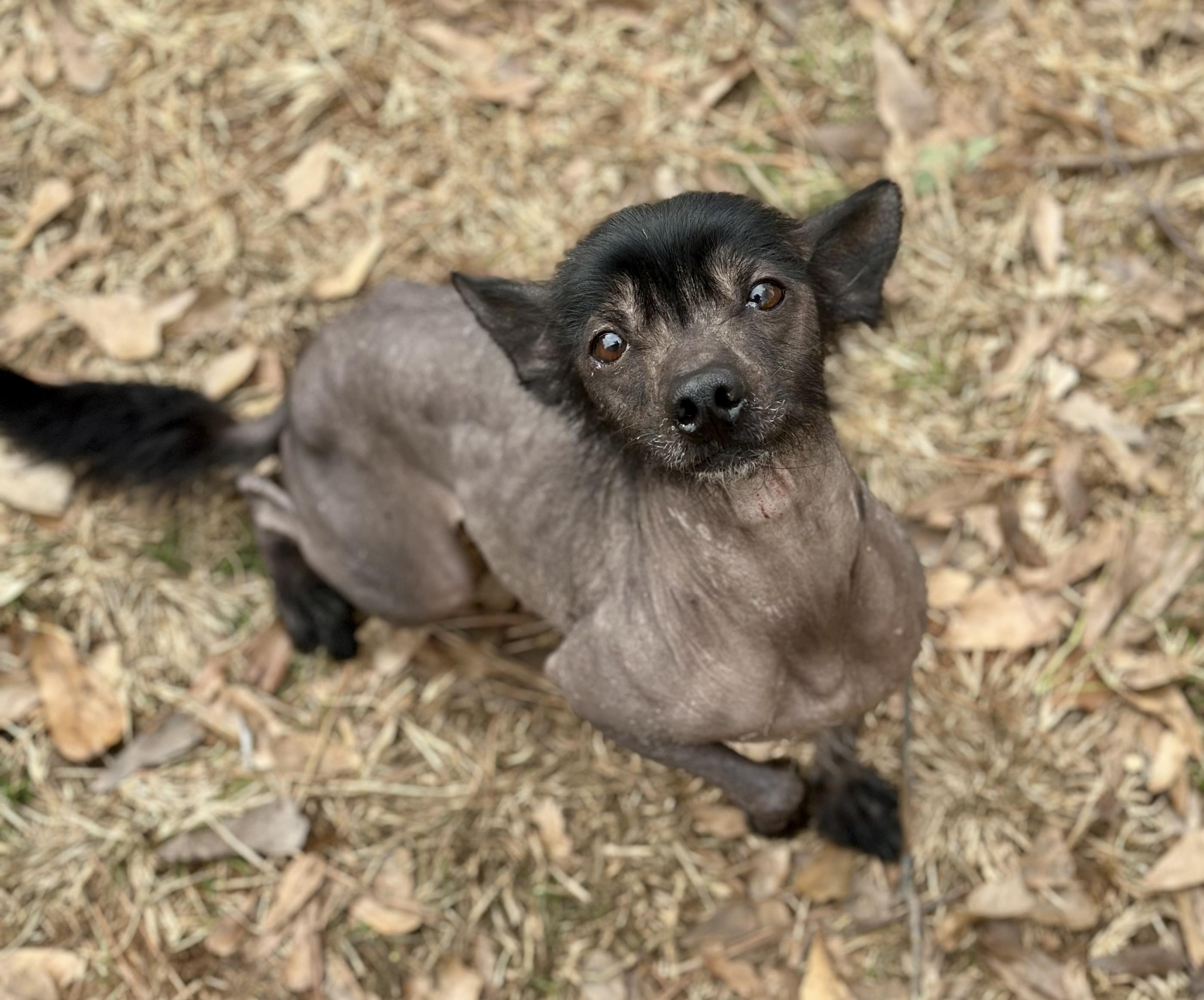 Malina, a ADOPTABLE mixed breed in Atlanta, GA image 3/3