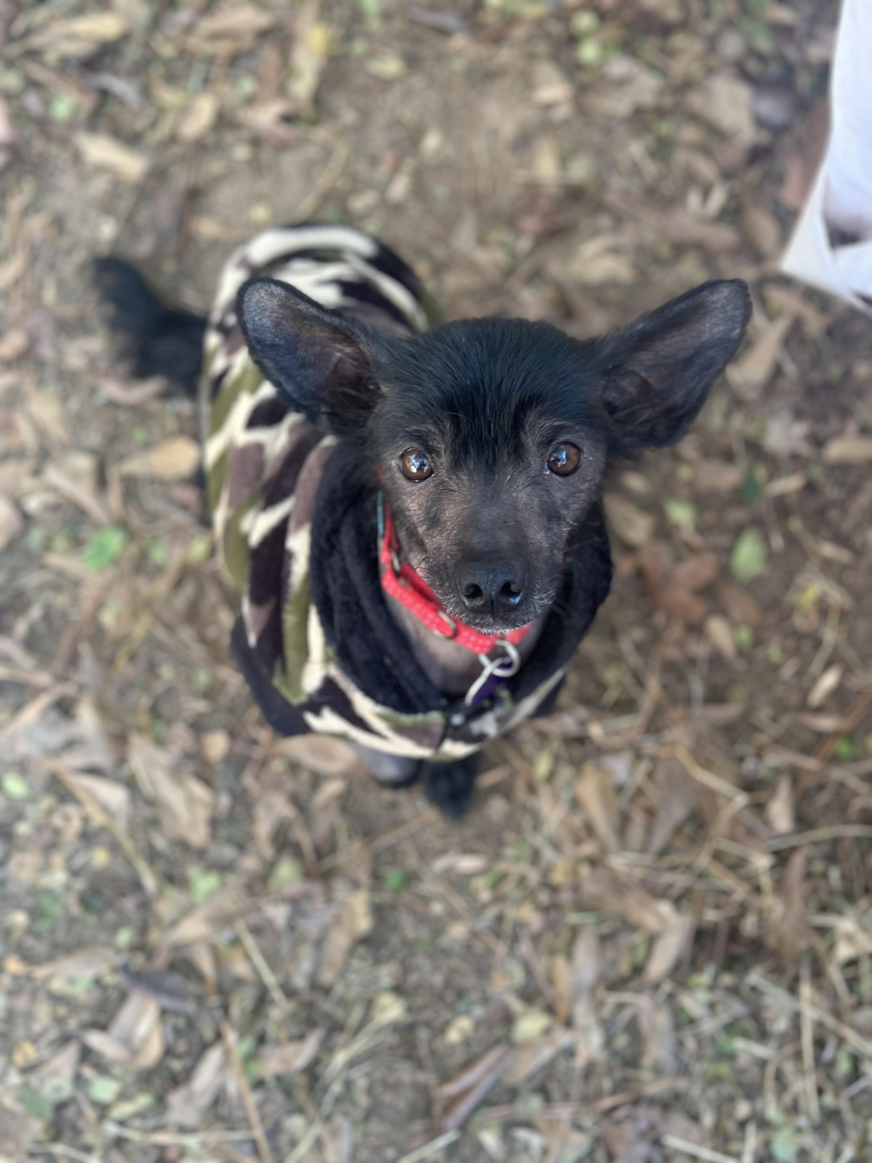 Malina, a ADOPTABLE mixed breed in Atlanta, GA image 1/3