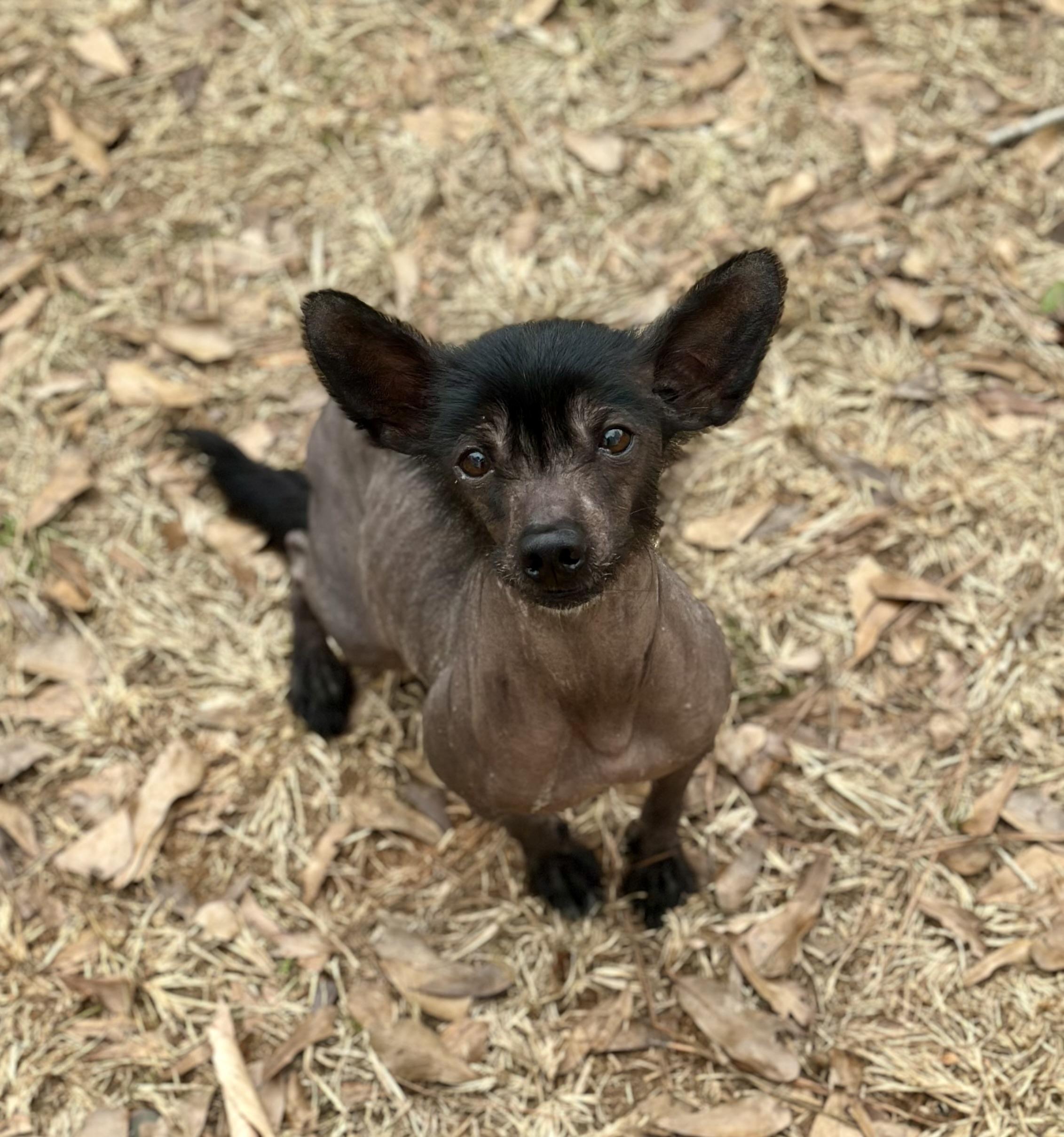 Malina, a ADOPTABLE mixed breed in Atlanta, GA image 2/3