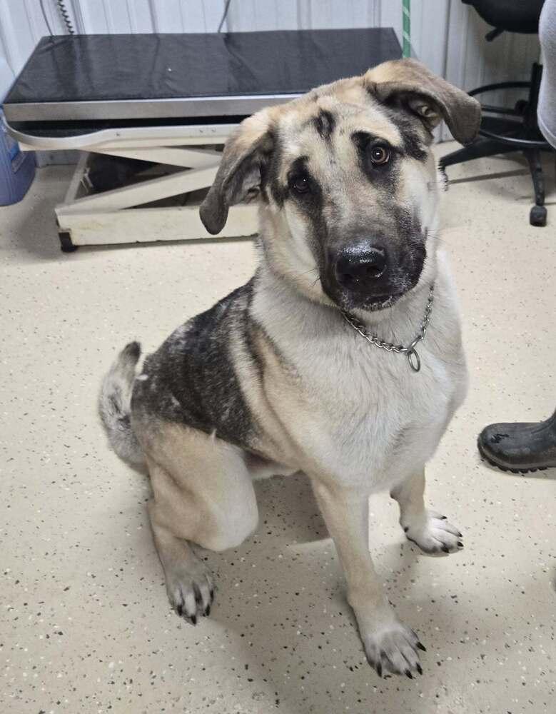 Sawyer, Adoptable, Young Male Shepherd.