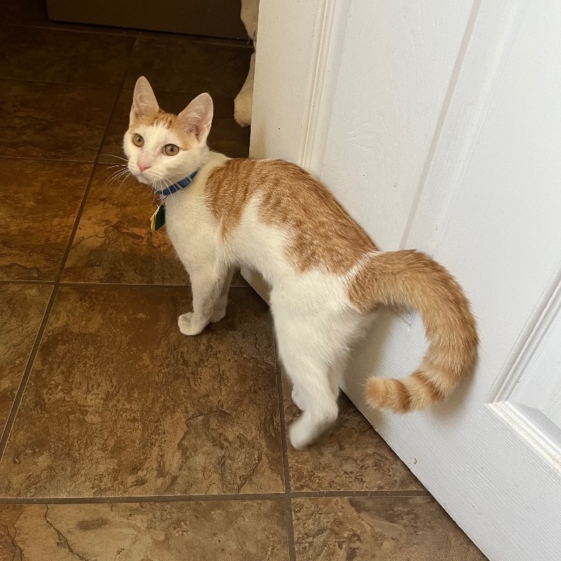 Marlin, Adopted, Young Male Domestic Short Hair.