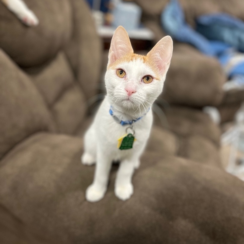 Enlarge Marlin, a Adopted Domestic Short Hair in Bridgeville, PA image 2/18