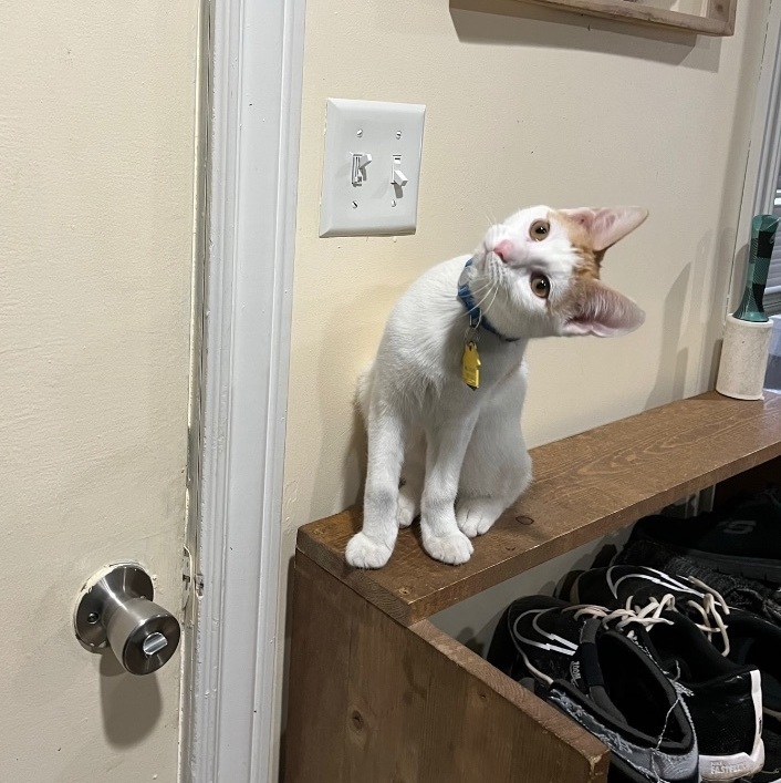 Enlarge Marlin, a Adopted Domestic Short Hair in Bridgeville, PA image 3/18