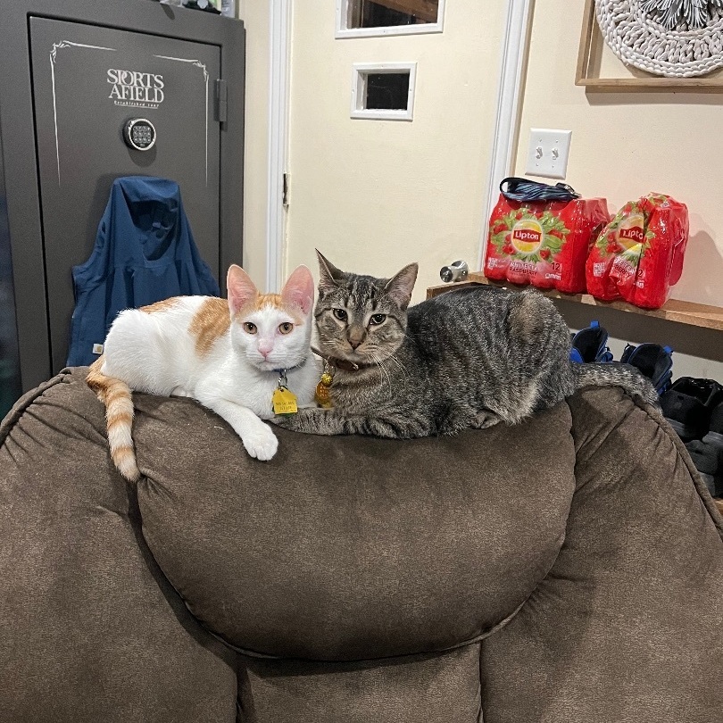 Enlarge Marlin, a Adopted Domestic Short Hair in Bridgeville, PA image 4/18