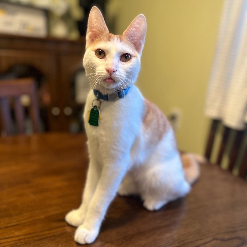 Enlarge Marlin, a Adopted Domestic Short Hair in Bridgeville, PA image 5/18