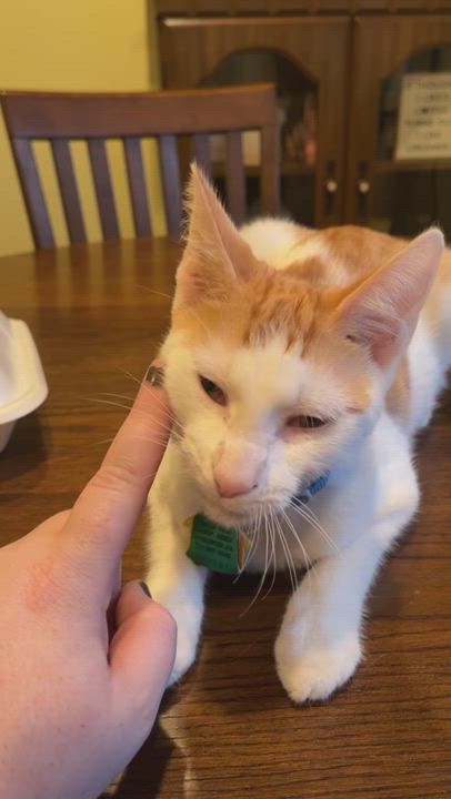 Enlarge Marlin, a Adopted Domestic Short Hair in Bridgeville, PA video 18/18