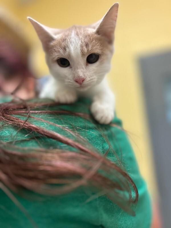 Enlarge Lemonade, a Adoptable Domestic Short Hair in Wooster, OH image 1/1