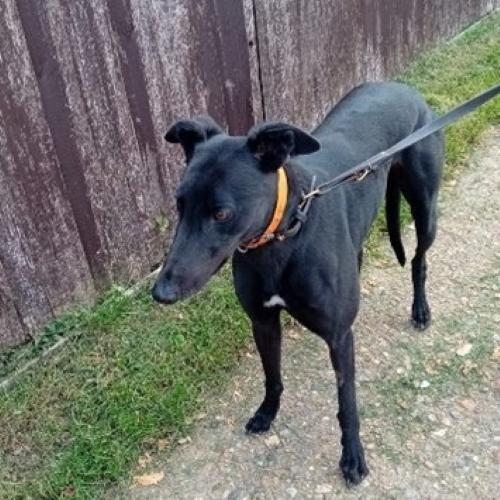 Enlarge MonBeg, a Adoptable Greyhound in Hobart, IN image 1/2
