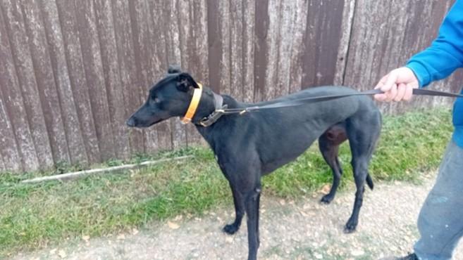 Enlarge MonBeg, a Adoptable Greyhound in Hobart, IN image 2/2