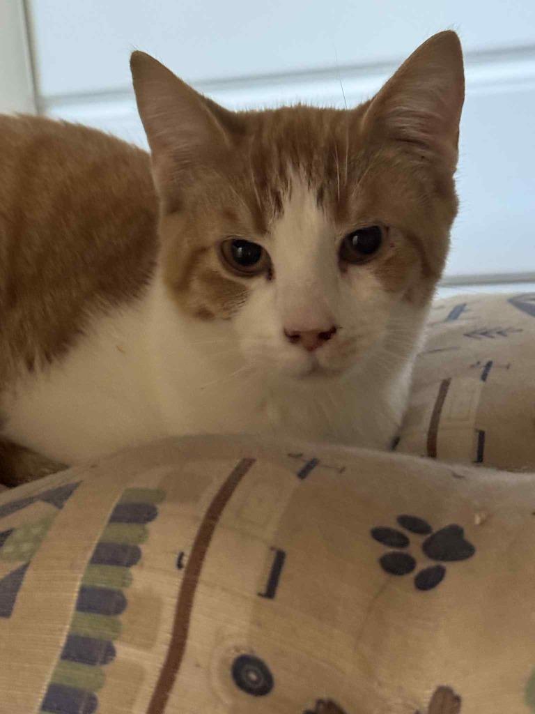 Biscuit, Adoptable, Young Male Domestic Short Hair.