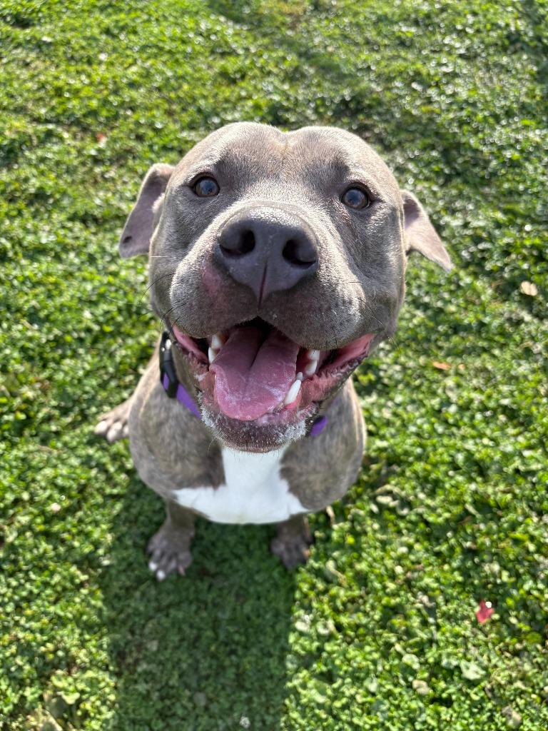 Sebastian, a Adoptable Pit Bull Terrier in New Kensington, PA image 1/6