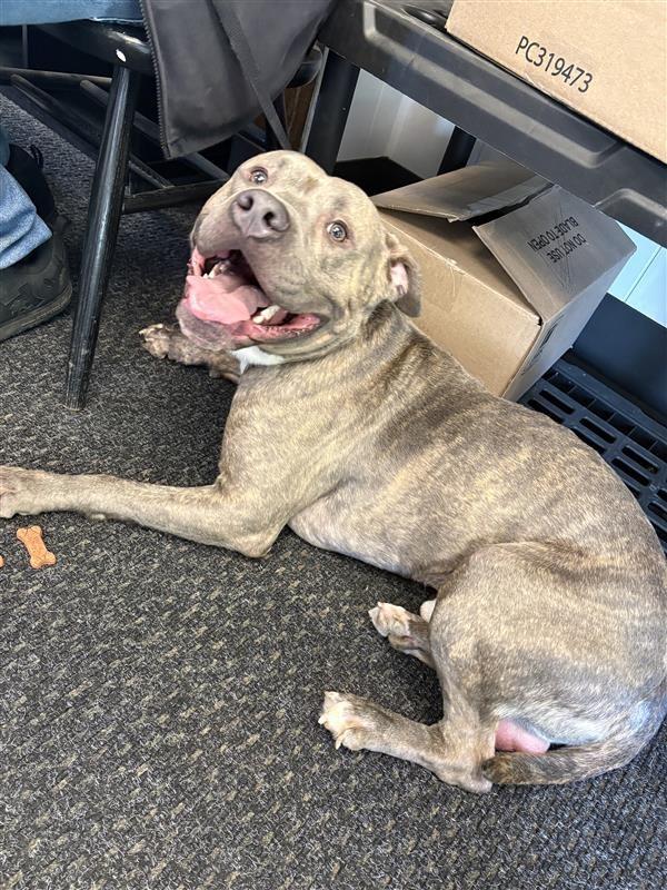 Sebastian, a Adoptable Pit Bull Terrier in New Kensington, PA image 2/6