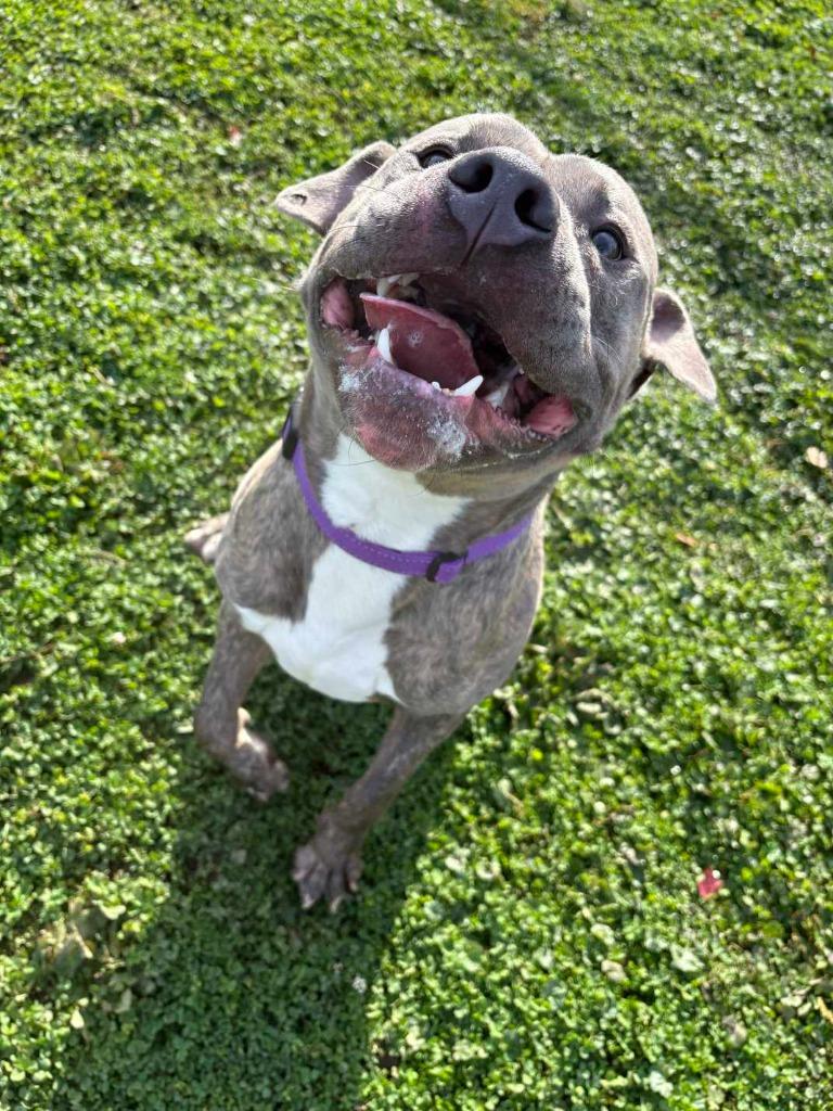 Sebastian, a Adoptable Pit Bull Terrier in New Kensington, PA image 3/6