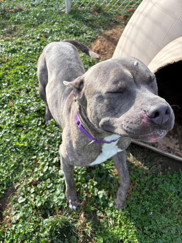 Sebastian, a Adoptable Pit Bull Terrier in New Kensington, PA image 4/6