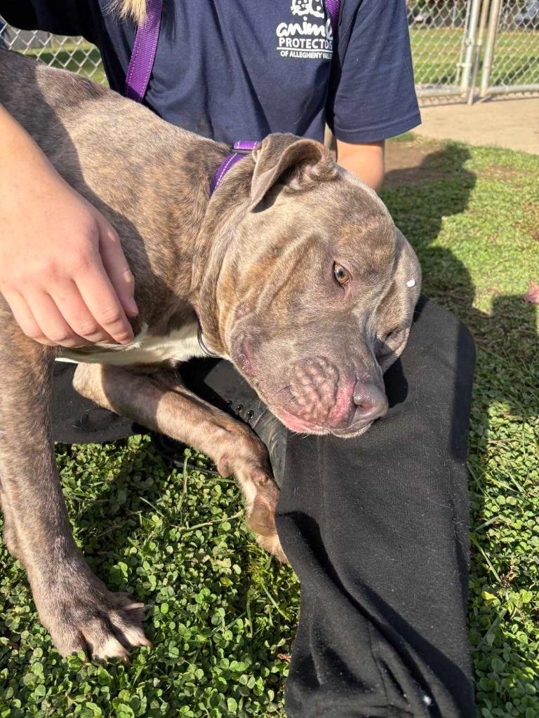 Sebastian, a Adoptable Pit Bull Terrier in New Kensington, PA image 5/6