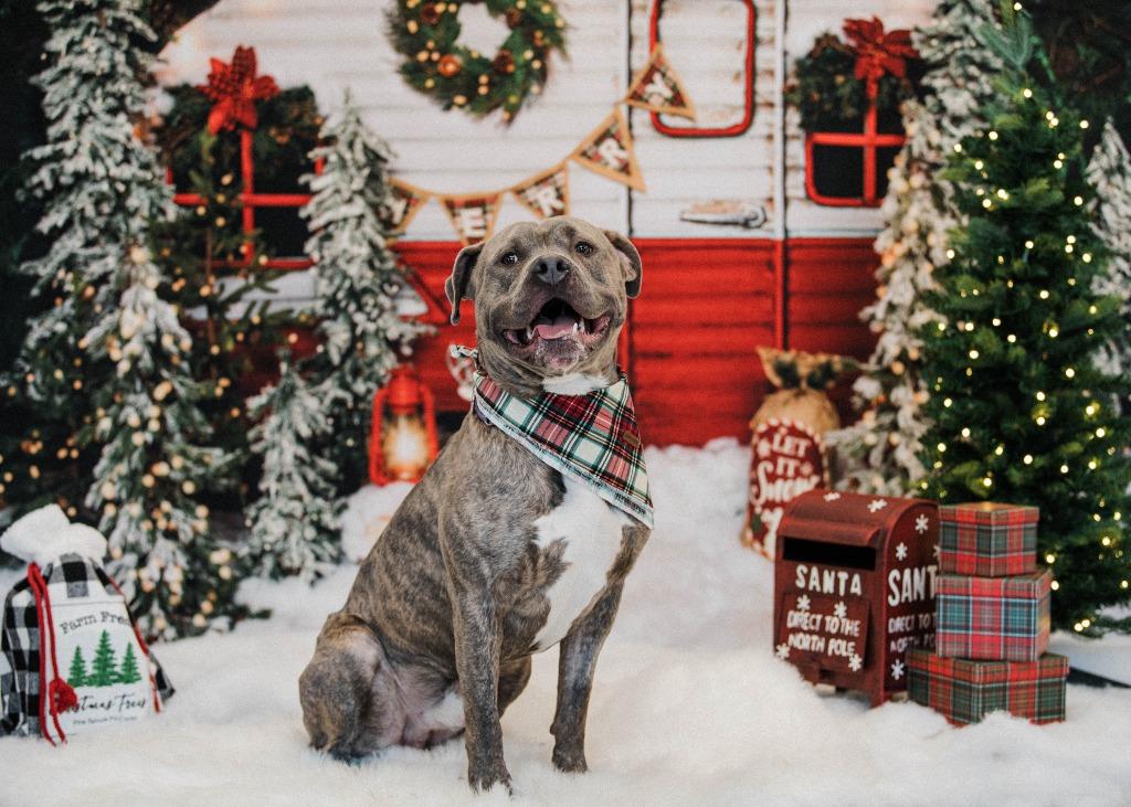 Sebastian, a Adoptable Pit Bull Terrier in New Kensington, PA image 6/6