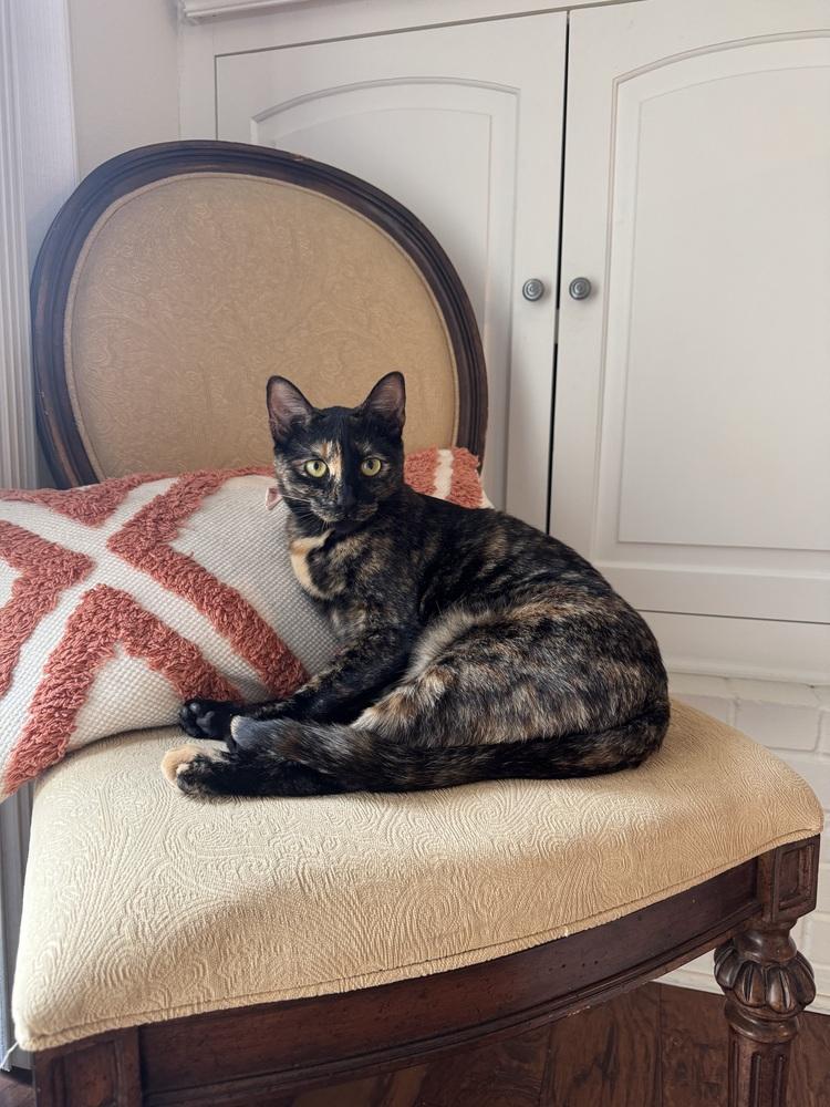 Lucy, Adoptable, Young Female Domestic Short Hair & Domestic Short Hair.