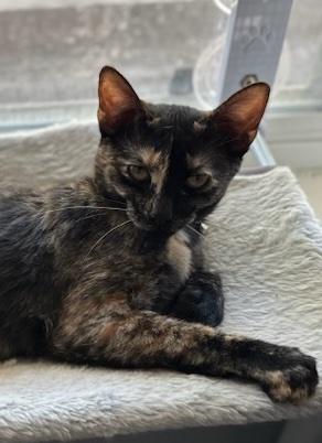 Lucy, a Adoptable mixed breed in Richardson, TX image 6/6