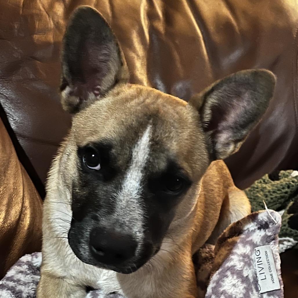 Enlarge Uno, a Adoptable French Bulldog in Waite Park, MN image 2/5