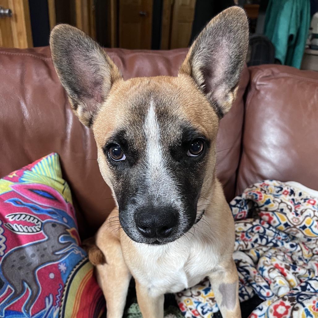 Uno, Adoptable, Young Male French Bulldog.