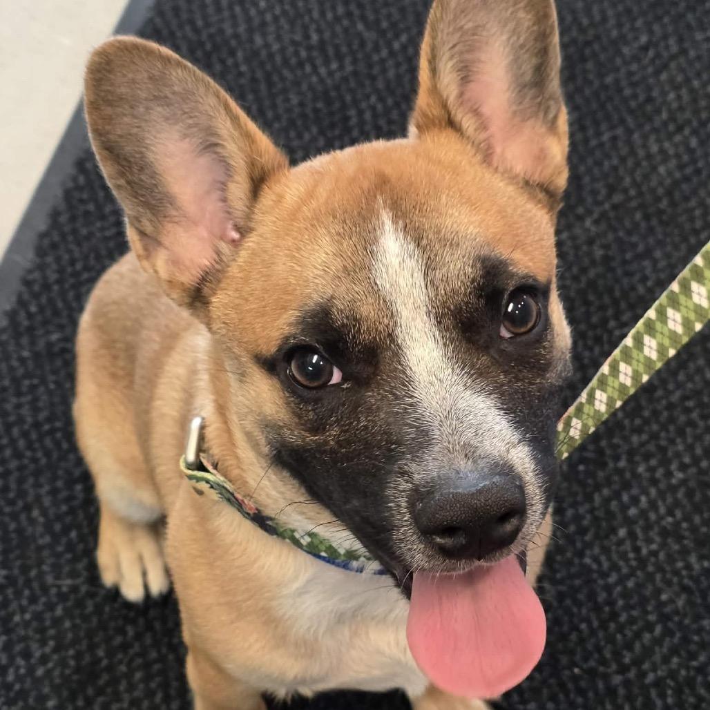 Enlarge Uno, a Adoptable French Bulldog in Waite Park, MN image 4/5