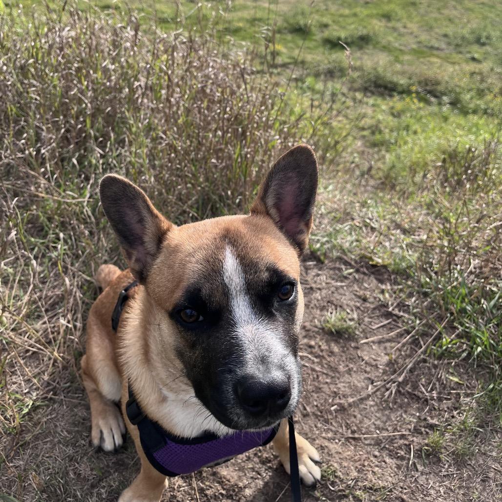 Enlarge Uno, a Adoptable French Bulldog in Waite Park, MN image 3/5