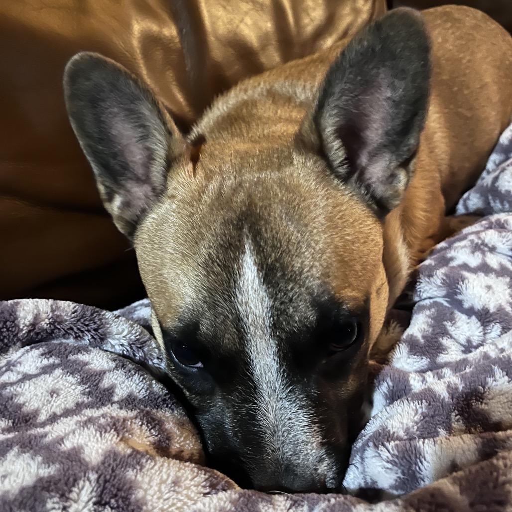 Enlarge Uno, a Adoptable French Bulldog in Waite Park, MN image 5/5