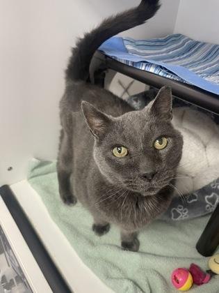 Enlarge Carlton, a Adoptable mixed breed in Gwinn, MI image 1/1