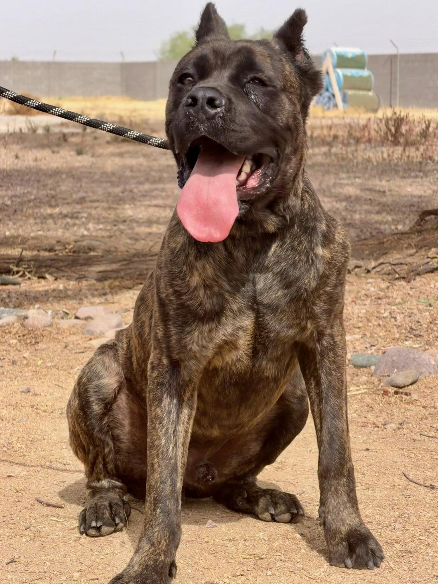 Stanley, Adoptable, Young Male Cane Corso.