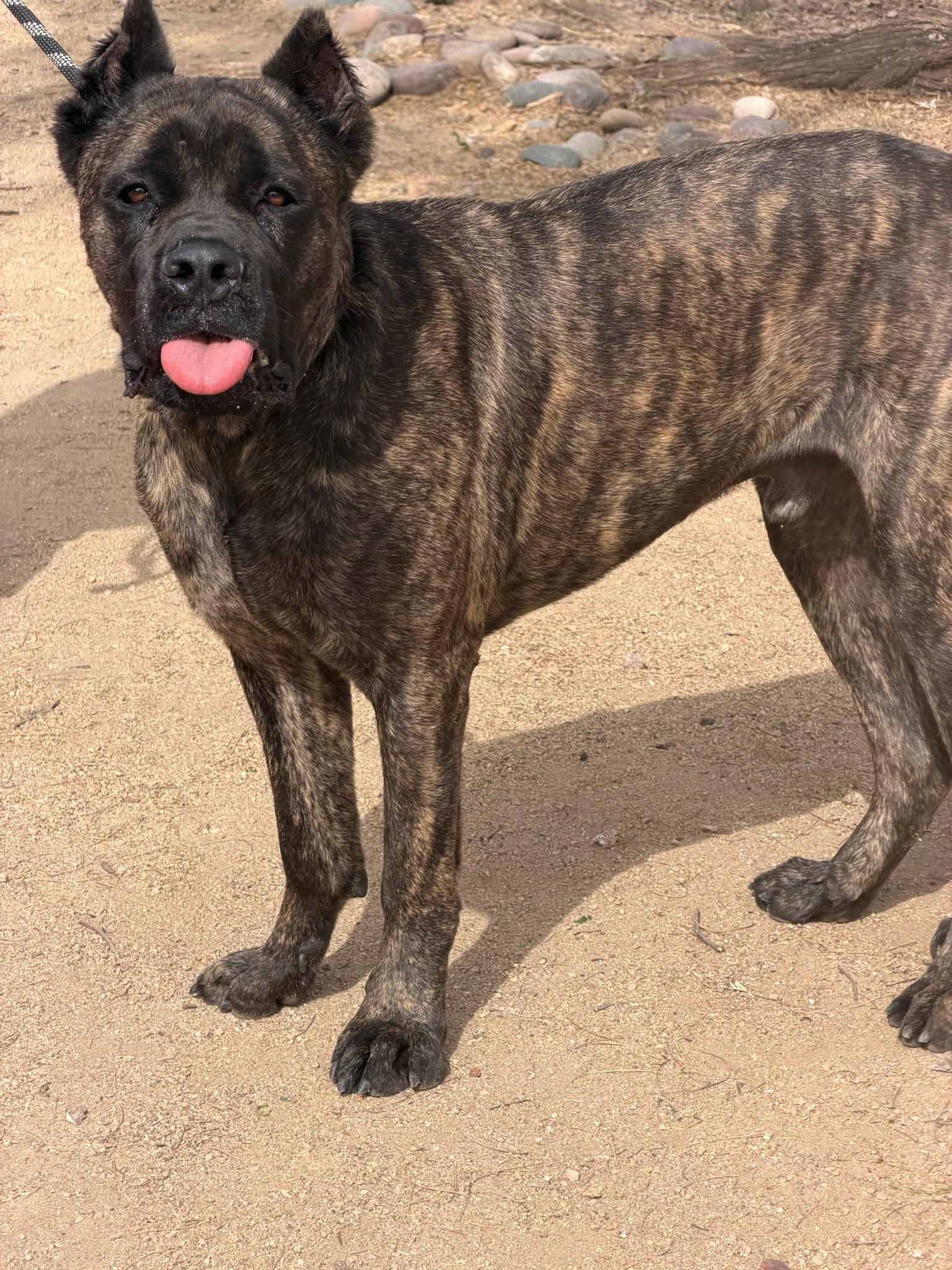 Enlarge Stanley, a Adoptable Cane Corso in Glendale, AZ image 2/2