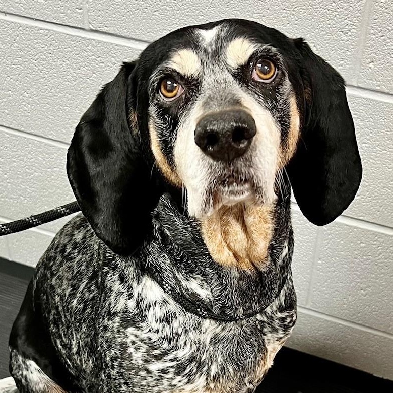Enlarge Aggy, a ADOPTABLE Bluetick Coonhound in Edinburg, VA image 1/1