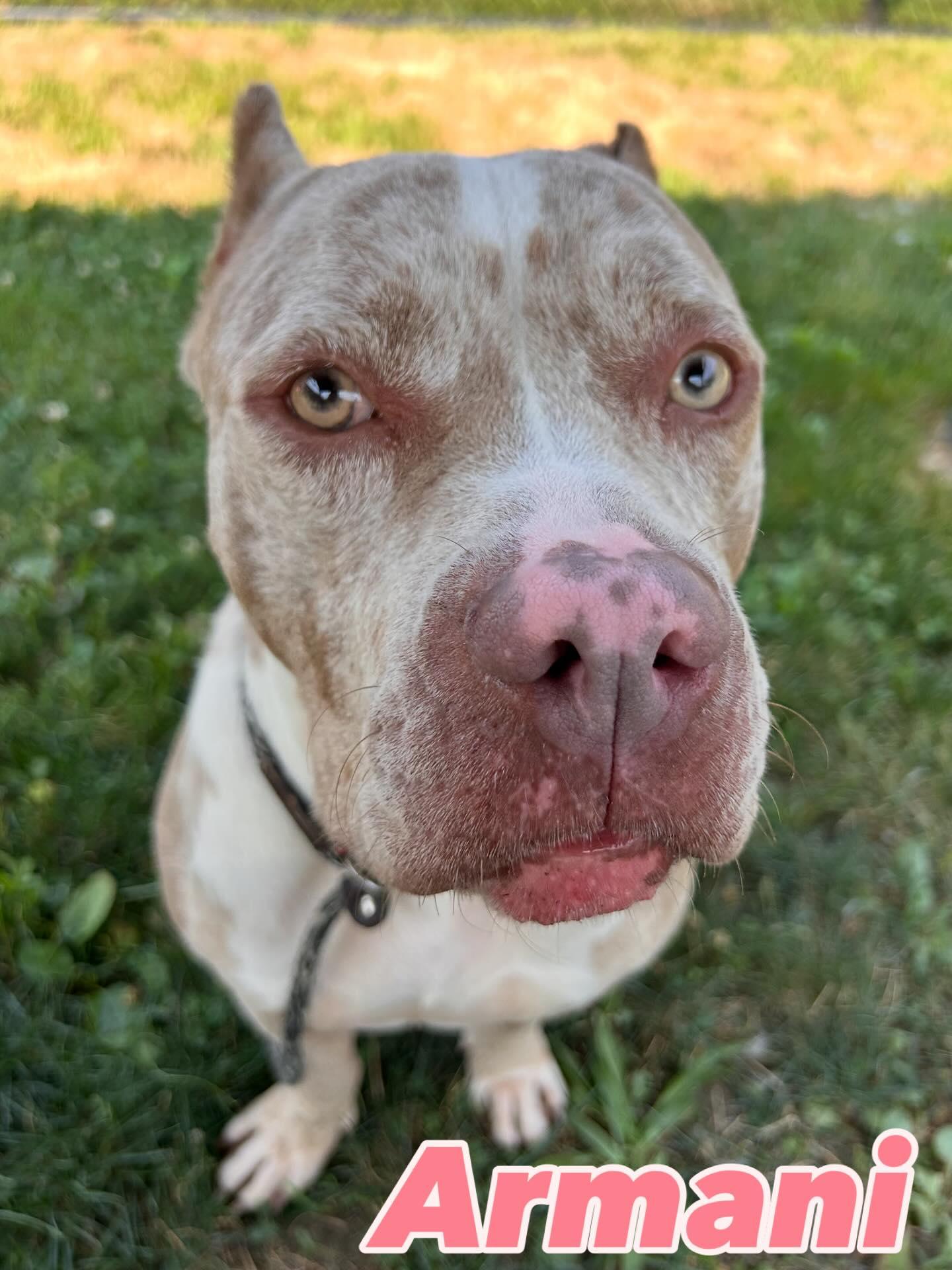Enlarge Armani Tag #1205, a Adoptable Pit Bull Terrier in Central Islip, NY image 2/2