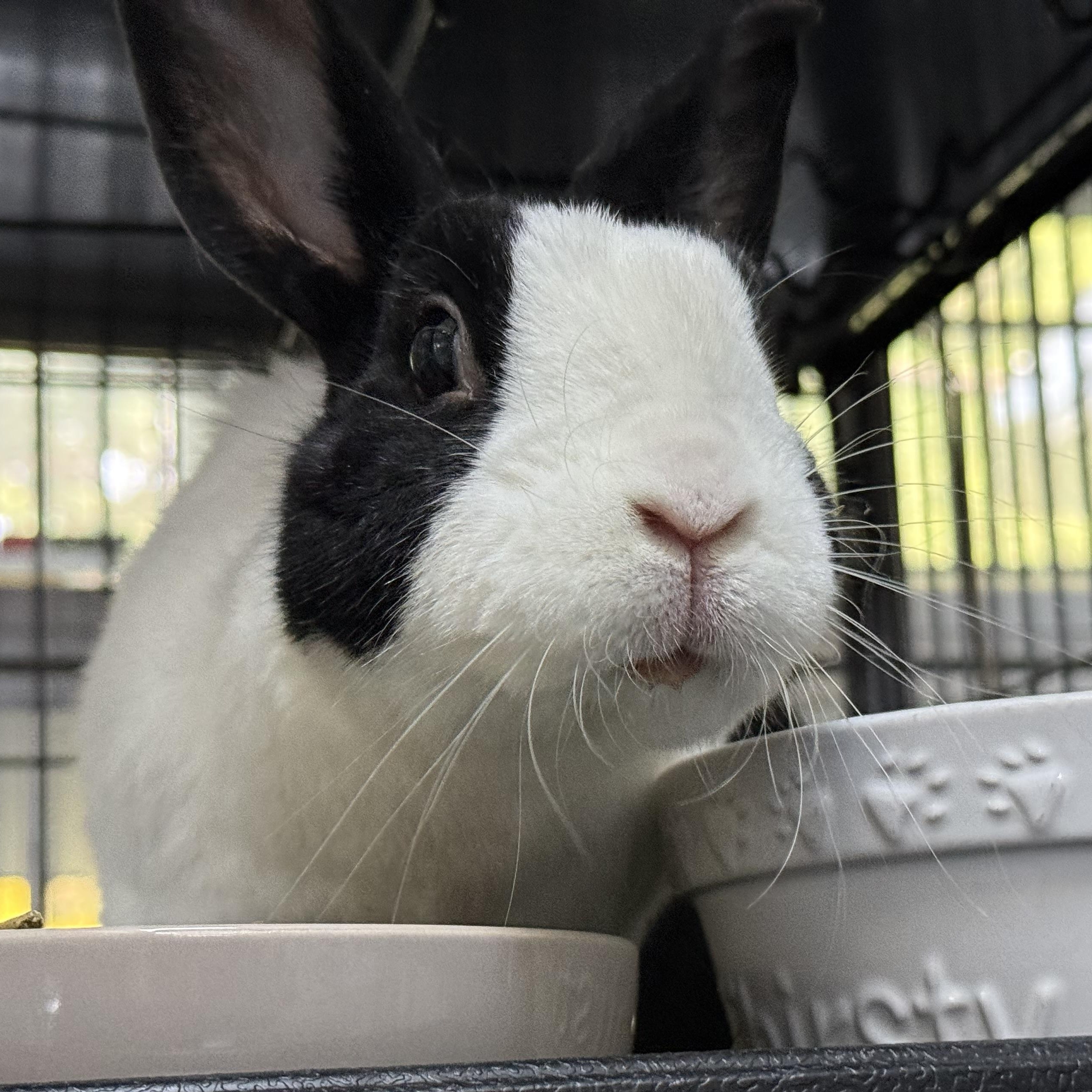 Peter, adopted, Adult Male Dutch.