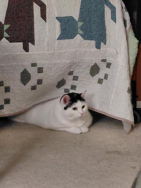 Rosie, Adoptable, Adult Female Domestic Short Hair.