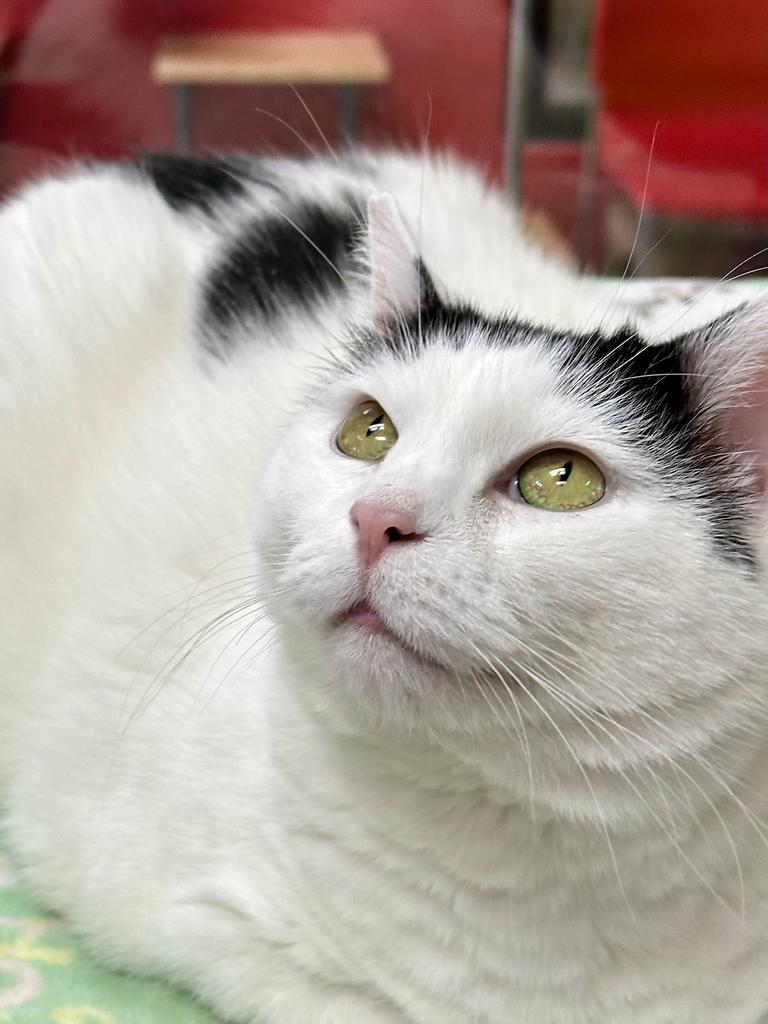 Enlarge Rosie, a Adoptable mixed breed in Cincinnati, OH image 2/6