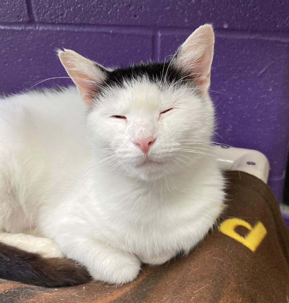 Rosie, Adoptable, Adult Female Domestic Short Hair.