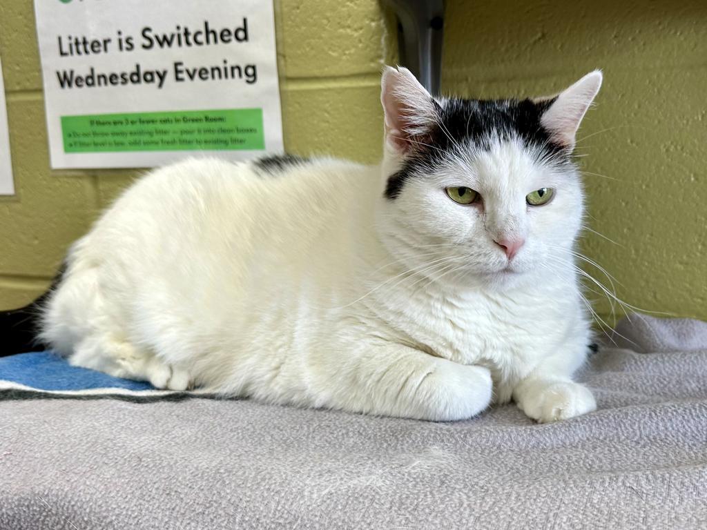 Rosie, Adoptable, Adult Female Domestic Short Hair.